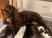 cocker spaniel puppies for sale