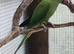 Ringneck