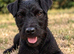 Patterdale boy and girl 8 weeks old