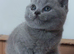 Gorgeous British Shorthair Kittens