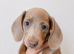 Miniature dachshunds health clear
