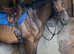 Handsome project horse 16hh 6yo ISH gelding