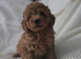 Last girl Asian poodle puppy ready now