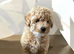 Poochon girl pups