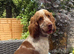 Show cocker puppies