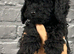 6 ABSOLUTELY STUNNING JET BLACK MINIATURE POODLES