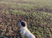 Springer spaniel pups