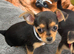 Chihuahua x jack russell