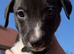 Lurcher pups