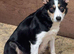 Collie pups for sale