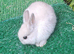 Gorgeous Netherland Dwarf Baby Buck - Vaccinated - READY NOW