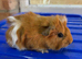 Baby guniea pigs ready to be reserved