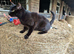 Lovely lot of kittens