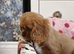 Pupies Cavalier King Charles Spaniel Ready for home!