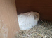 FEMALE GUINEA PIG LONG HAIRED