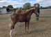Welsh Section B Filly Foal