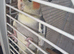 Hand tame Cockatiel