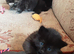 Playful Kittens for sale. 30.00 Pounds. Each