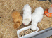 Silkie rooster