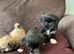 Adorable Lhasa Apso puppies for sale