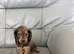Miniature long haired dachshund