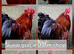 Pekin Bantam Frizzle Smooth Silked AMAZING Colours fertilised eggs for hatching