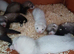 Baby Ferrets