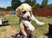 Ready to leave on the 24 th stunning pups