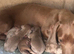Pedigree miniature Dachshunds smooth