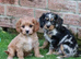 Beautiful Cockerlierpoo puppies for sale