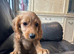 Ready to leave Green collar cockapoo