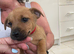 5 beautiful Jack Russell puppies