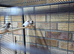 Zebra finches