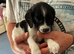 10 beautiful puppies