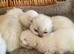BEAUTIFUL PURE BRED BSH RARE SEAL LYNX KITTENS
