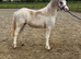 Welsh a yearling filly