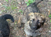 Last 4 German sheperd pups