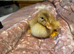 Ducklings!