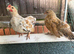 Pure Serama & Pekin Chicks ready now