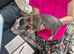 Pedigree French Bulldog Puppies for sale