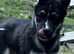 3/4 husky 1/4 German shepherd - Last big boy