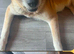 Beautiful girl dog age 7 years wants the best home ever to enjoy her life