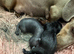 Dachshund cross Chinese crested