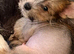 Chinese crested x chihuahua puppies