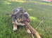 Frankie – 17-Month-Old English Bulldog Looking for an Experienced Forever Home