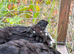 Breeding Pair of Black speckled pekin