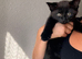 Mix breed kittens