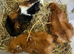 Trio of adult female guineapigs