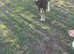 Billy Goat
