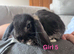 Pure bred mini lops kits- (Stunning)